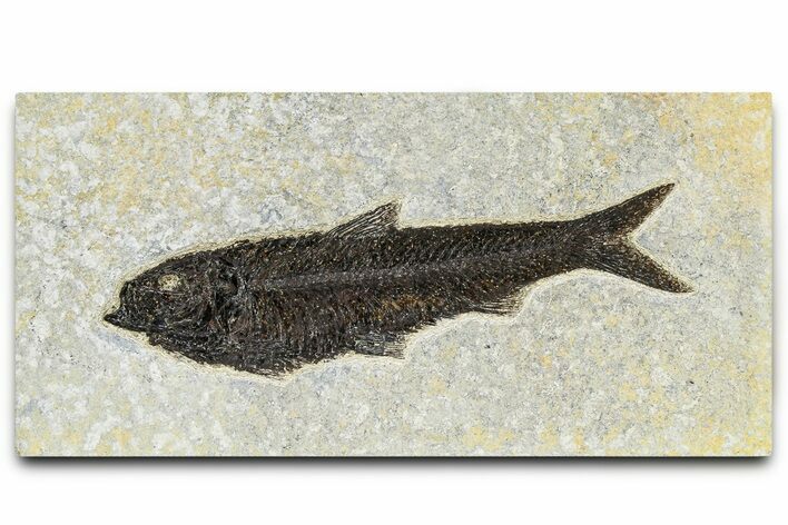 Detailed Fossil Fish (Knightia) - Huge For Species #370857